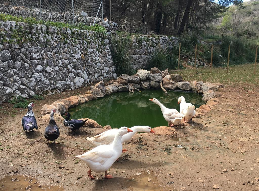 Finca Ses Fontanelles Андратс Екстериор снимка